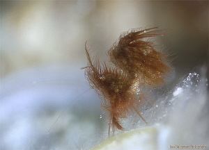Hairy shrimp with eggs 
(Phycocaris simulans ) by Iyad Suleyman 